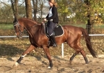 Petservice Venuska - Hotel pro psy