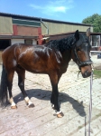Petservice Venuska - Hotel pro psy