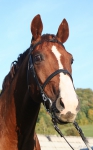 Petservice Venuska - Hotel pro psy