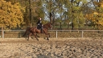 Petservice Venuska - Hotel pro psy