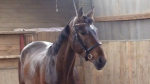 Petservice Venuska - Hotel pro psy