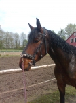 Petservice Venuska - Hotel pro psy