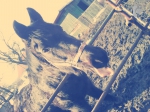 Petservice Venuska - Hotel pro psy